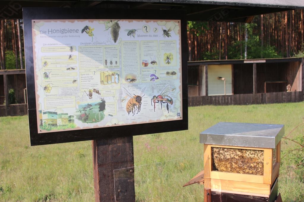 Projekt Honigbiene auf dem Falkenhof Potsdam