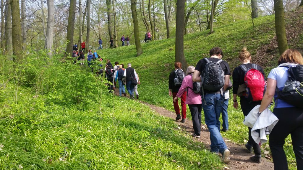 Frühlingswald mit Wunderlauch